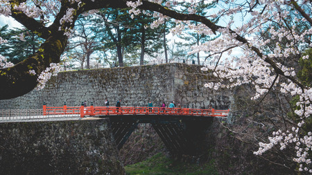FUKUSHIMA, JAPAN - APR 15,2016:Tourist visit Tsuruga Castle surrounded by hundreds of sakura treesのeditorial素材