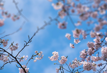 Spring Cherry blossoms backgroundの写真素材