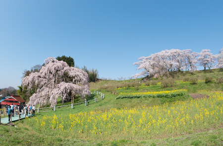 Fukushima ,JAPAN - APRIL 17 :View of Cherry blossom tree MiharuTakizakura,its flowering season and hundreds of thousands visit to admire its cherry blossoms in 17 April 2015のeditorial素材