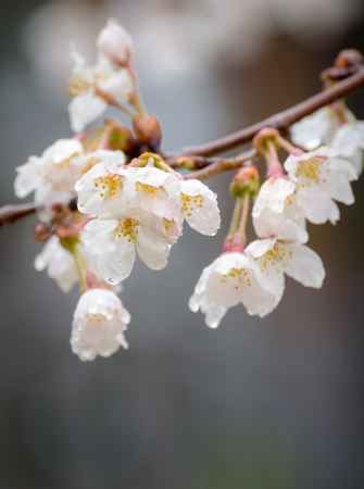Cherry blossom in a rainy day.の写真素材