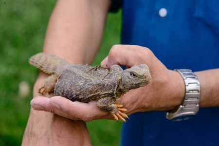 Bearded Dragon in handの写真素材
