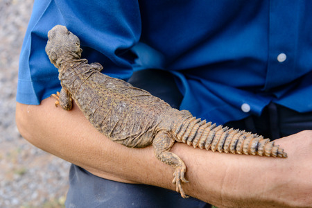 Bearded Dragon on armの写真素材