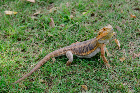 Bearded Dragon closeupの写真素材