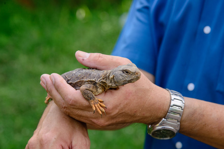 Bearded Dragon in handの写真素材