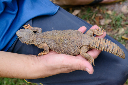 Bearded Dragon in handの写真素材