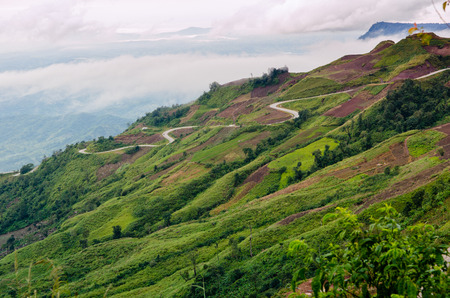 Trees, on his path, fog, mountains, misty morning, the morning fog, high-resolution images.の写真素材