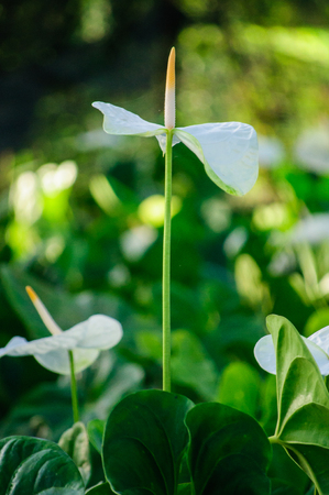 white spadixの写真素材