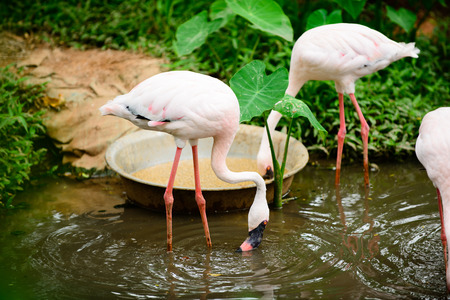 Flamingoの写真素材