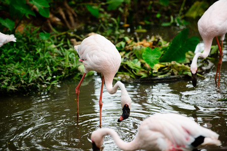 Flamingoの写真素材