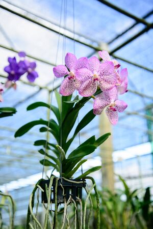 Orchid flowers are beautiful. And orchid gardensの写真素材
