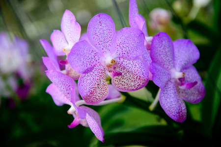 Orchid flowers are beautiful. And orchid gardens
