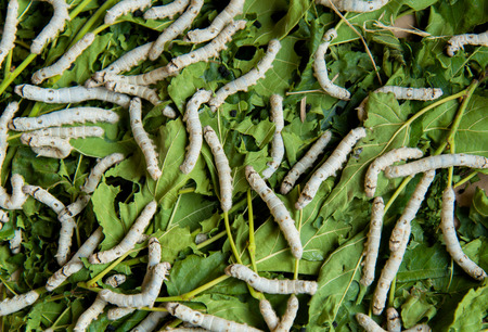 Silkworm rearing farm fed mulberry leaves, and have a lot in life history.の写真素材