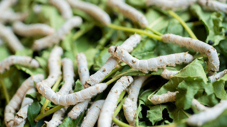 Silkworm rearing farm fed mulberry leaves, and have a lot in life history.の写真素材