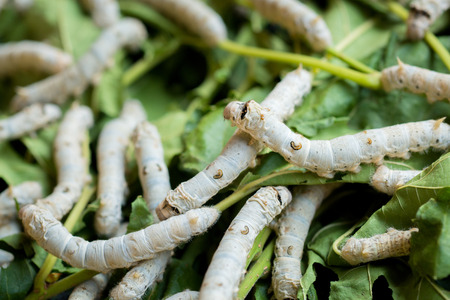 Silkworm rearing farm fed mulberry leaves, and have a lot in life history.の写真素材