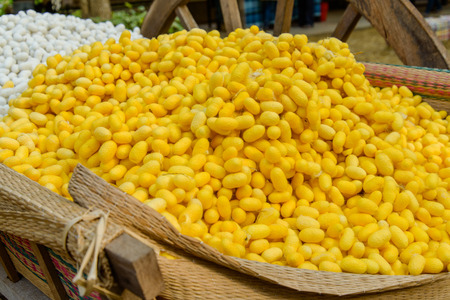 Yellow silkworm cocoon shell through the Silk Route, the brewing process, bringing silks to silk.の写真素材