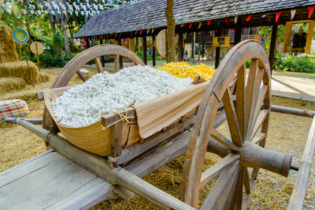 Yellow silkworm cocoon shell through the Silk Route, the brewing process, bringing silks to silk.の写真素材