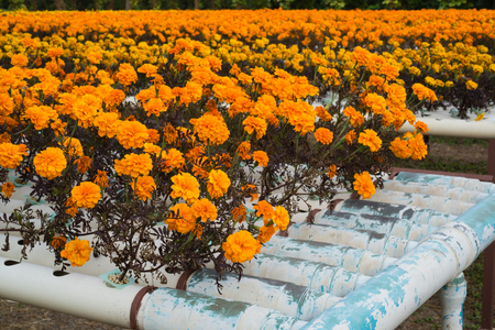 Beautiful yellow marigolds planted marigolds in the garden.の写真素材