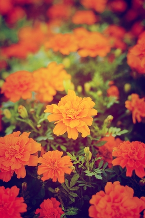 Yellow marigold flowers vintage style in a beautiful garden.の写真素材
