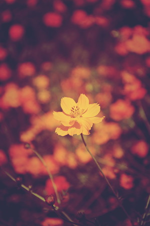 Yellow marigold flowers vintage style in a beautiful garden.の写真素材