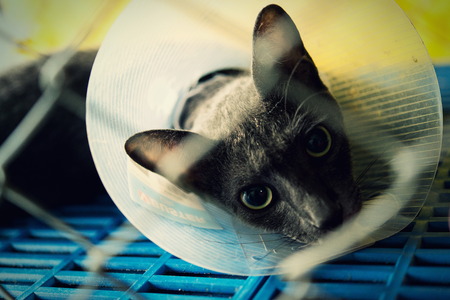Cat injured were treated by veterinarians and rehabilitation at the hospital.の写真素材