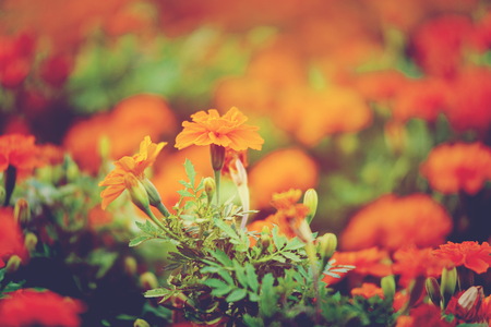 Yellow marigold flowers vintage style in a beautiful garden.の写真素材
