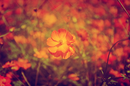 Yellow marigold flowers vintage style in a beautiful garden.の写真素材