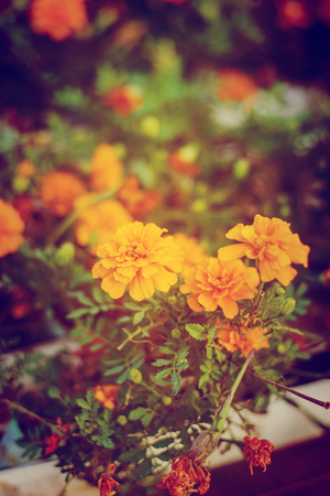 Yellow marigold flowers vintage style in a beautiful garden.の写真素材