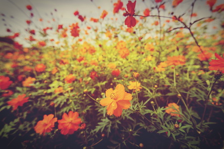 Yellow marigold flowers vintage style in a beautiful garden.の写真素材