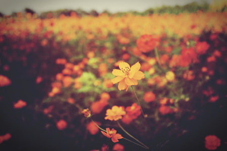 Yellow marigold flowers vintage style in a beautiful garden.の写真素材