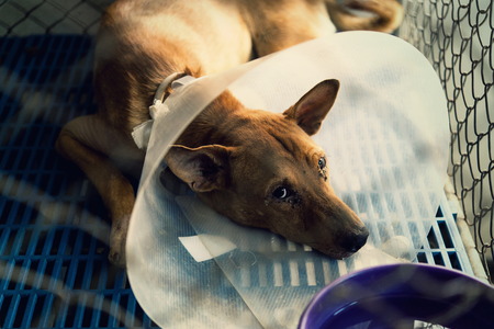 dog injured were treated by veterinarians and rehabilitation at the hospital.の写真素材