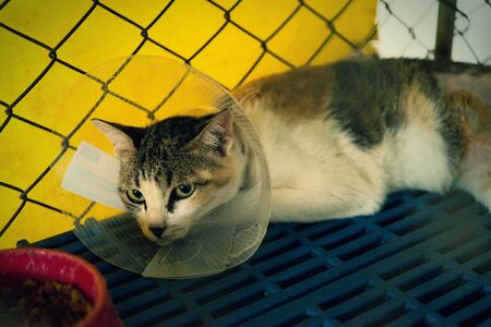 Cat injured were treated by veterinarians and rehabilitation at the hospital.の写真素材