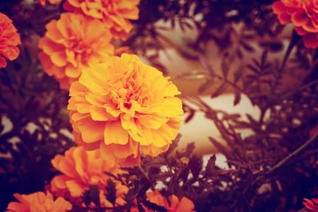 Yellow marigold flowers vintage style in a beautiful garden.の写真素材