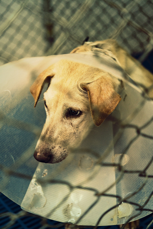 dog injured were treated by veterinarians and rehabilitation at the hospital.の写真素材