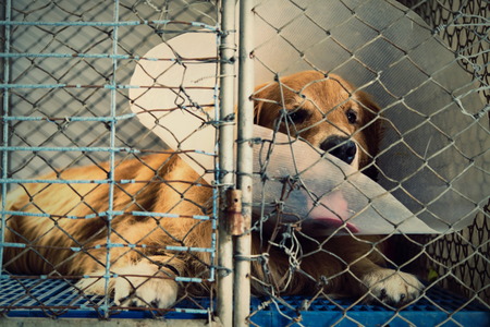 dog injured were treated by veterinarians and rehabilitation at the hospital.の写真素材