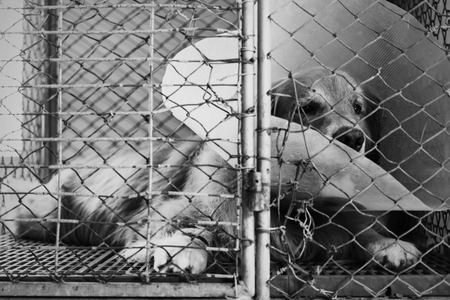 dog injured were treated by veterinarians and rehabilitation at the hospital.の写真素材