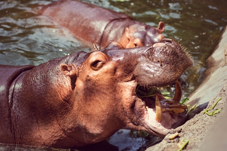 Hippopotamus, animals, mammals and herbivorous. Originated in Africa