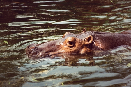 Pygmy hippopotamus, animals, mammals and herbivorous.Originated in Africaの写真素材