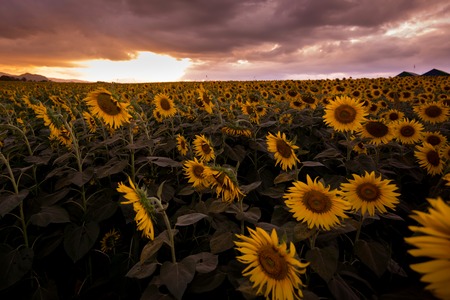 field of blooming sunflowers on a background sunset is Beautiful in thailand at Amphoe Pak Chongの写真素材