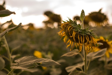field of blooming sunflowers on a background sunset is Beautiful in thailand at Amphoe Pak Chongの写真素材
