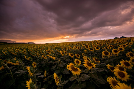 field of blooming sunflowers on a background sunset is Beautiful in thailand at Amphoe Pak Chongの写真素材
