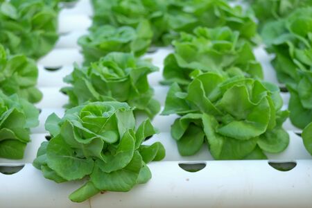 Organic hydroponic vegetable farm ,healthy vegetable, hydroponic concept,agricultural industry concept.の写真素材