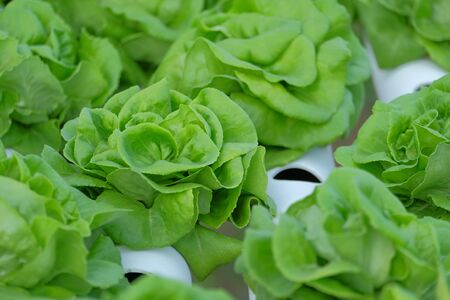 Organic hydroponic vegetable farm ,healthy vegetable, hydroponic concept,agricultural industry concept.の写真素材