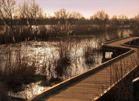 Camargue National Park, France. (unesco world heritage site). Camargue, an alluvial plain in the RhÃ´ne delta is the only delta of its size in France and is remarkable for the biological wealth of its ecosystems. It is a vital relay for northern European のeditorial素材