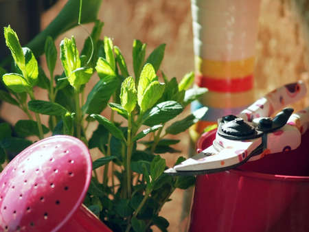 Spring gardening with watering can and toolsの写真素材