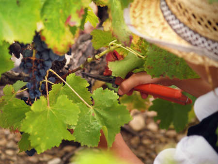 Young boy harvesting the blue grape, in the autumn sun, Franceの写真素材