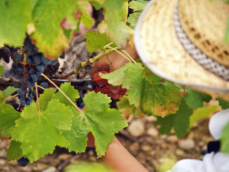 Young boy harvesting the blue grape, in the autumn sun, Franceの写真素材
