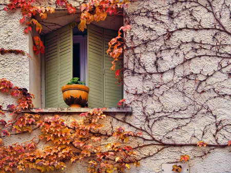 autumn background from colourful leaves at the wallの写真素材