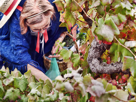 Chusclan village, France - October, 14th, 2012: an ald lady picking grapes during 14th festival Chusclan village, France - October, 13th, 2012:  a wine tasting during 14th festival grape harvest of the history, October 13 and October 14, 2012, in Chuscla のeditorial素材
