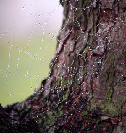 Close-up of Morning Dew Water Droplets on Spiderwebの写真素材