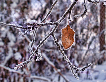 frozen brunch with a leaf in winterの写真素材